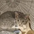 A baby small-sized male Domestic Short Hair cat named Asher for adoption in Knoxville, TN