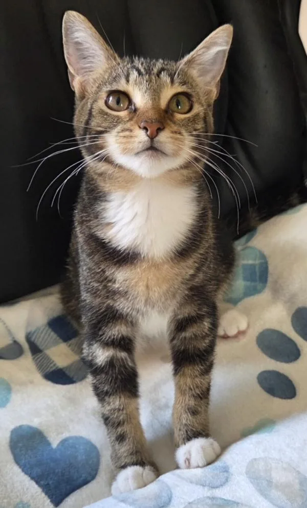 A baby medium-sized female Tabby cat named Celia for adoption in Kenosha, WI