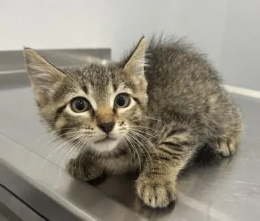 A baby medium-sized male Domestic Short Hair cat named Wilder for adoption in Pella, IA