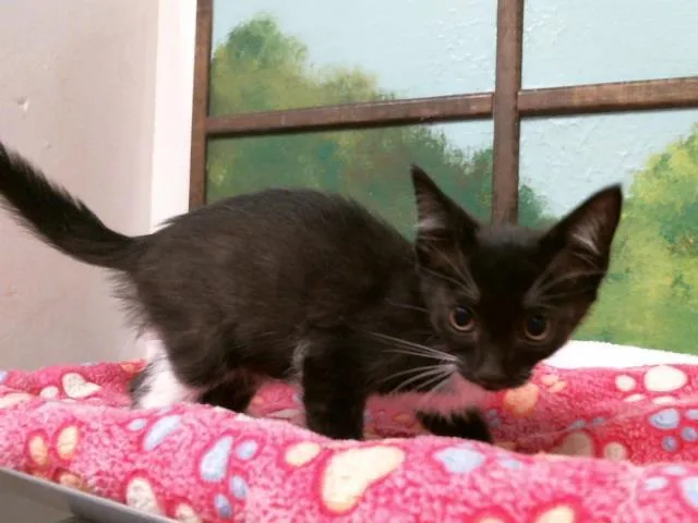 A baby small-sized female Domestic Short Hair cat named Vikki for adoption in Houston, TX