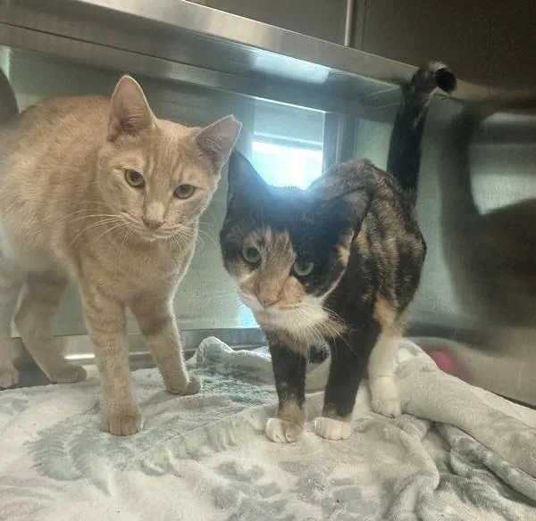 A young medium-sized female Domestic Short Hair cat named WillowCompanion To Timmy for adoption in Stratham, NH