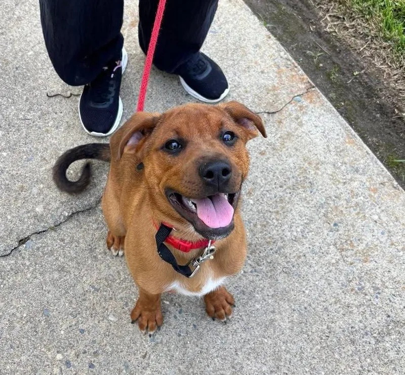 A young medium-sized male Red / Chestnut / Orange Rottweiler dog named Banjo POB for adoption in Shingle Springs, CA