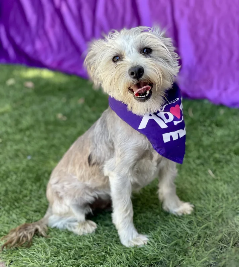 A young small-sized female Gray / Blue / Silver Terrier dog named Macy for adoption in Rowland Heights, CA