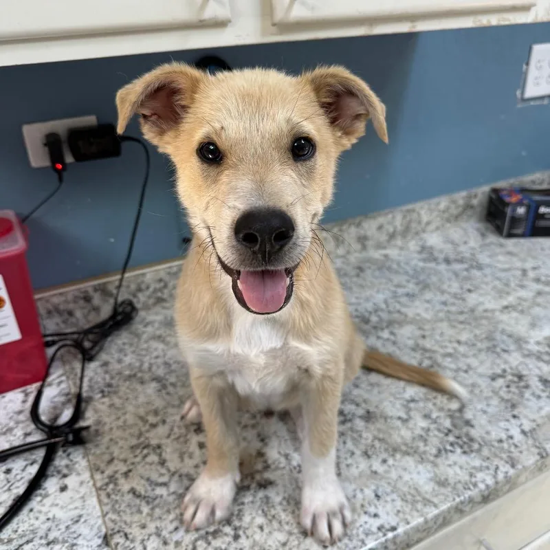 A baby small-sized male Yellow / Tan / Blond / Fawn Cattle Dog dog named Sahara  Butler campus for adoption in Flagstaff, AZ