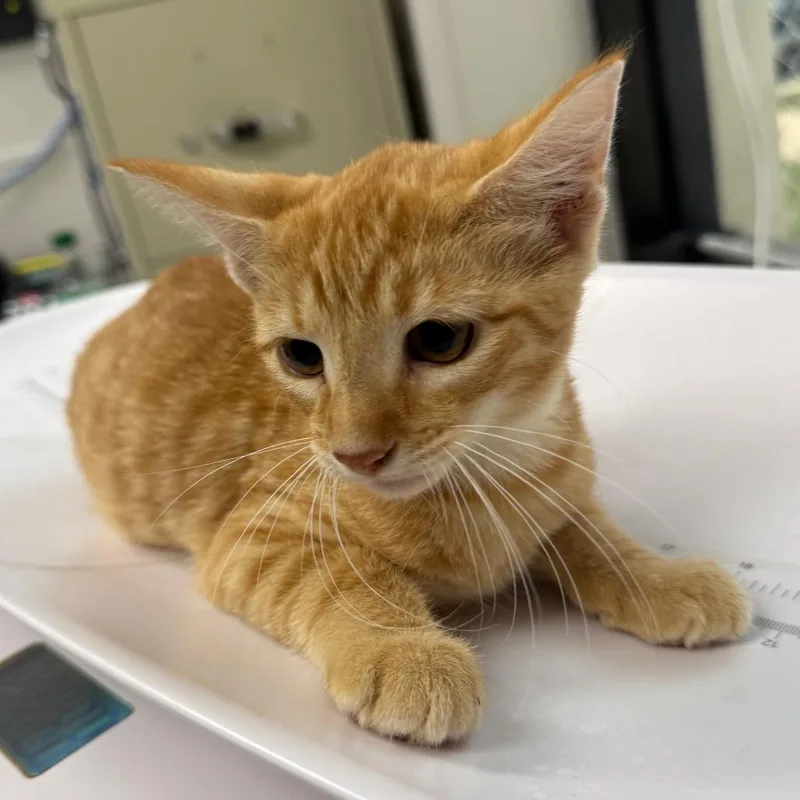 An adult small-sized male Orange / Red Domestic Medium Hair cat named Bumblebee for adoption in Columbiana, AL