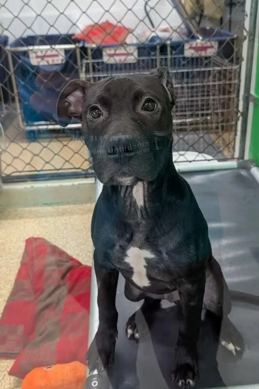 A young medium-sized male Black Mixed Breed dog named Donut for adoption in Cincinnati, OH