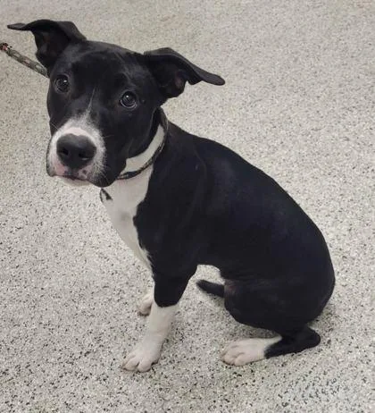 A young medium-sized female Black Pit Bull Terrier dog named 61516853 for adoption in Kansas City, MO