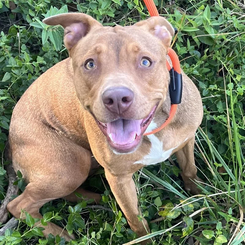 An adult medium-sized female Pit Bull Terrier dog named Maggie for adoption in Madisonville, TN