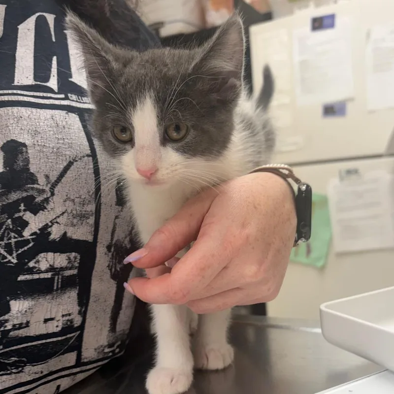 A baby small-sized female Gray / Blue / Silver Domestic Short Hair cat named Bentley for adoption in Pekin, IL