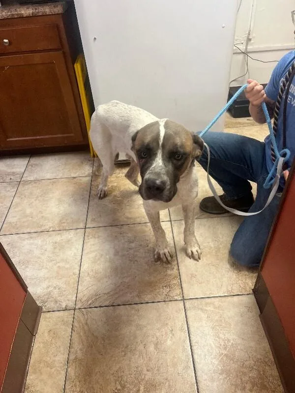 An adult large-sized male Brown / Chocolate Mixed Breed dog named Tom for adoption in Cincinnati, OH