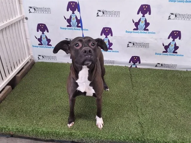 An adult medium-sized female Pit Bull Terrier dog named Milly for adoption in Orlando, FL