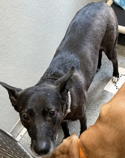 An adult medium-sized female Mixed Breed dog named Maggie for adoption in West Chester, PA