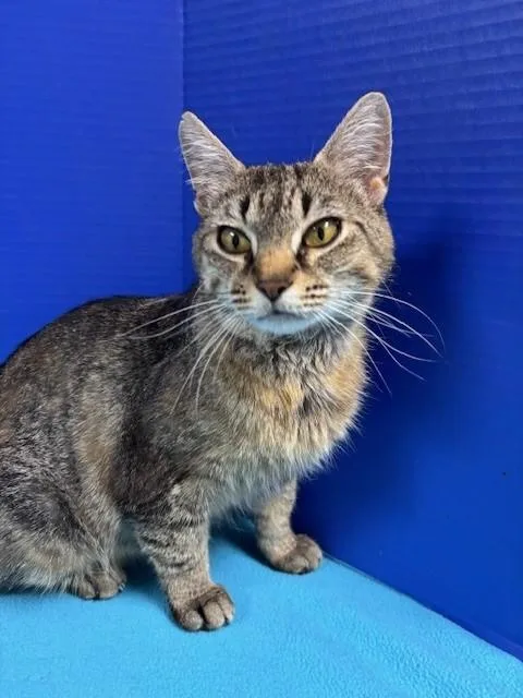 Suavitel thumbnail 2