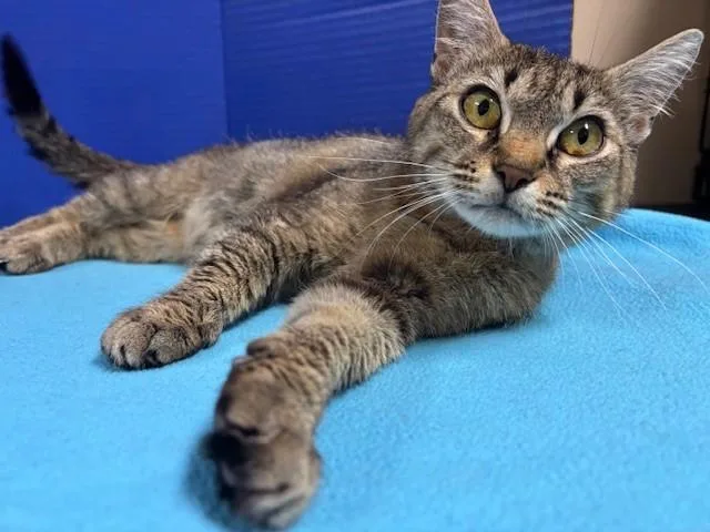 Suavitel thumbnail 3