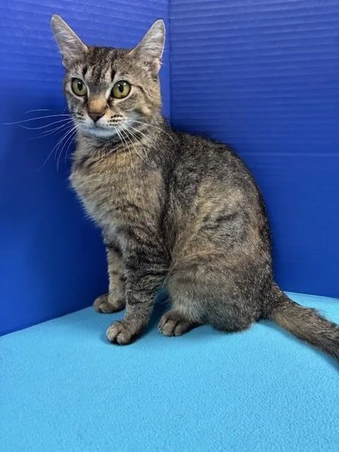 Suavitel thumbnail 4