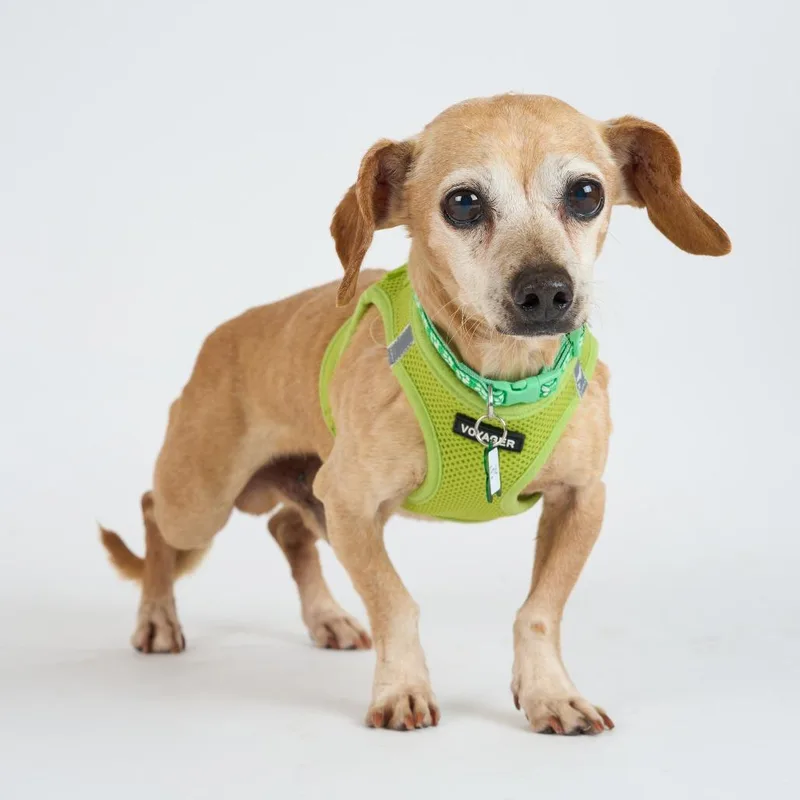 A senior small-sized male Yellow / Tan / Blond / Fawn Chihuahua dog named Ernie for adoption in San Francisco, CA
