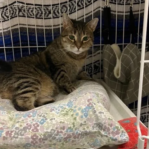 Isabella thumbnail 2