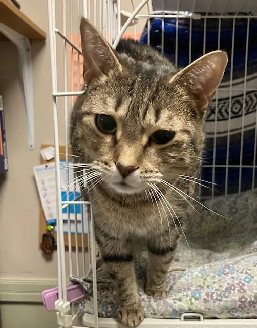 Isabella thumbnail 3