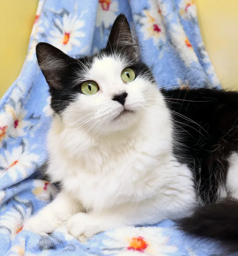 An adult medium-sized female Black & White / Tuxedo Domestic Medium Hair cat named Haven for adoption in Tierra Verde, FL