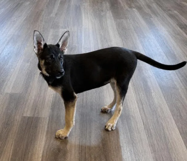A young large-sized female German Shepherd Dog dog named Emmy for adoption in Seattle, WA