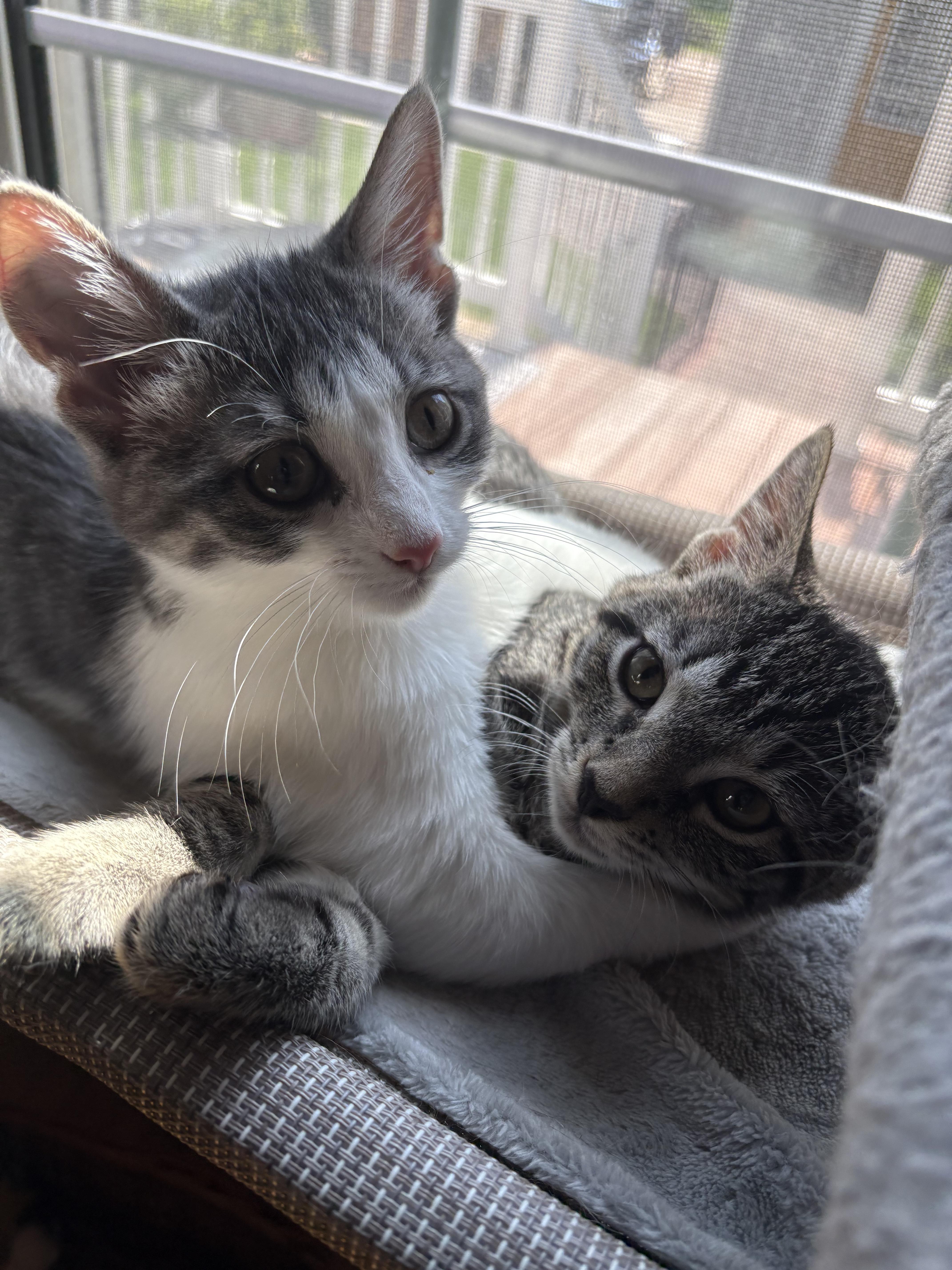 A young medium-sized female Gray & White Domestic Short Hair cat named Rosie for adoption in Aurora, NE