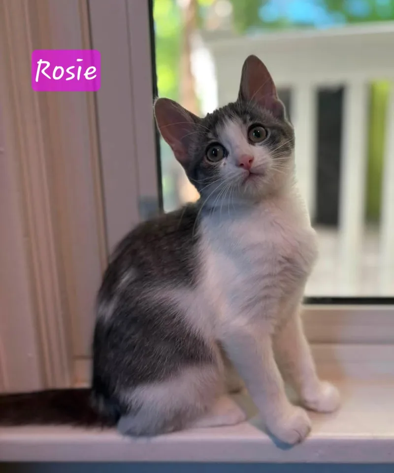 Rosie thumbnail 4