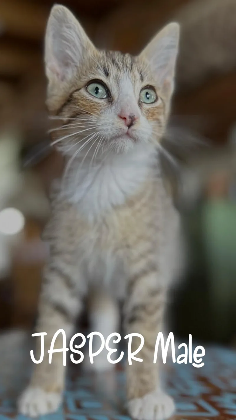 A baby medium-sized male Tabby (Buff / Tan / Fawn) Domestic Short Hair cat named Jasper for adoption in White Lake, MI