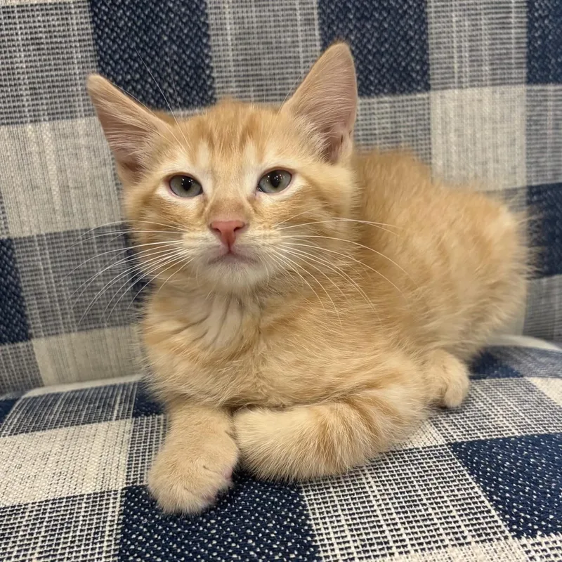 A baby small-sized male Tabby (Orange / Red) Domestic Short Hair cat named Nuzzles for adoption in Bentonville, AR
