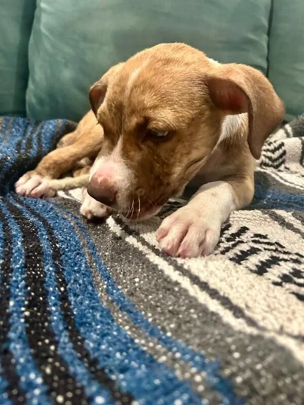 A baby medium-sized female Boxer dog named Baby Girl for adoption in Houston, TX