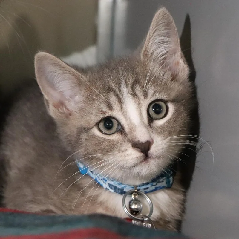 A baby small-sized male Black Domestic Short Hair cat named H Dumpling for adoption in Port Washington, NY