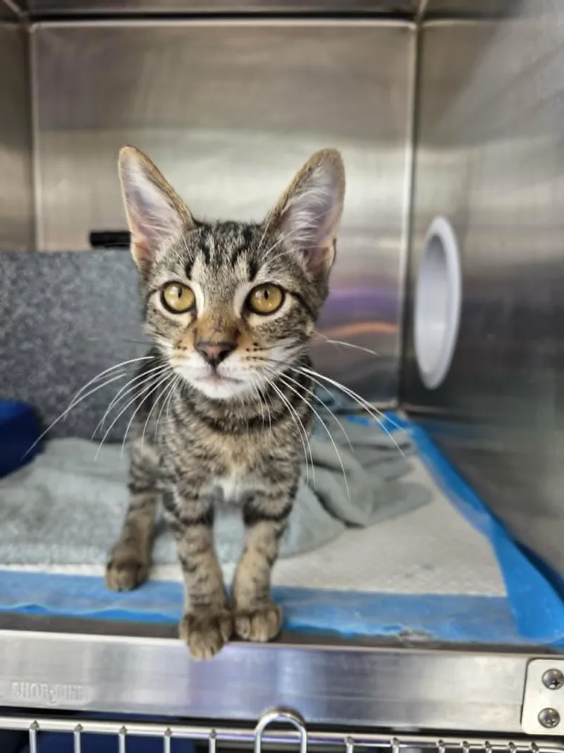 A baby medium-sized male Tabby (Buff / Tan / Fawn) Domestic Short Hair cat named Hudson for adoption in Umatilla, FL