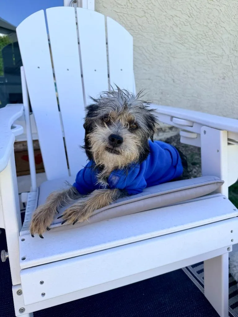 A young small-sized female Border Terrier dog named Daze for adoption in Phoenix, AZ