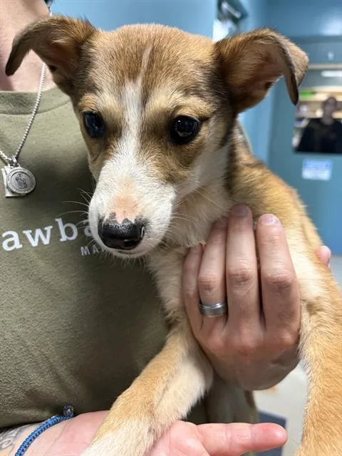 A baby small-sized female Mixed Breed dog named Paramore for adoption in Newton, NC