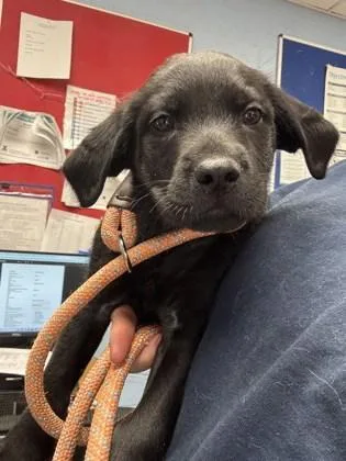 A baby small-sized male Mixed Breed dog named Jezreel Yellow Polish for adoption in Chamblee, GA