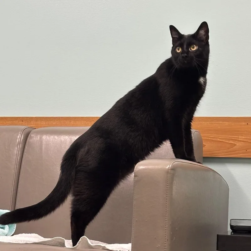 An adult large-sized male Black Domestic Short Hair cat named Jasper for adoption in Waukesha, WI