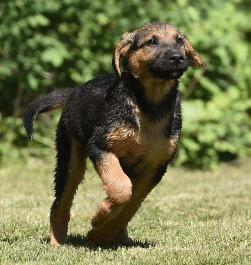 A baby large-sized male German Shepherd Dog dog named Ethan for adoption in Mechanicsburg, PA
