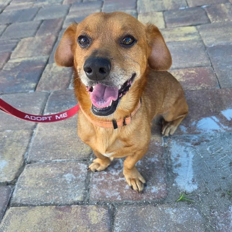 An adult medium-sized male Red / Chestnut / Orange Mixed Breed dog named Oscar for adoption in North Port, FL