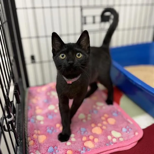 A baby small-sized female Black Domestic Short Hair cat named Jewel for adoption in Long Beach, CA