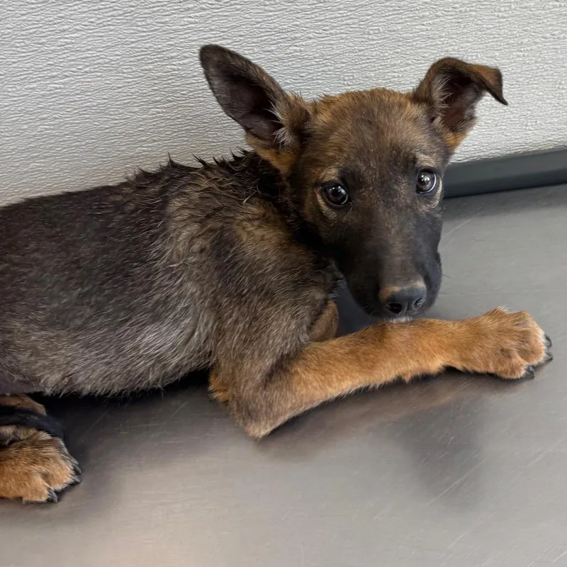 A baby small-sized female Brown / Chocolate Mixed Breed dog named Hailey for adoption in Las Cruces, NM