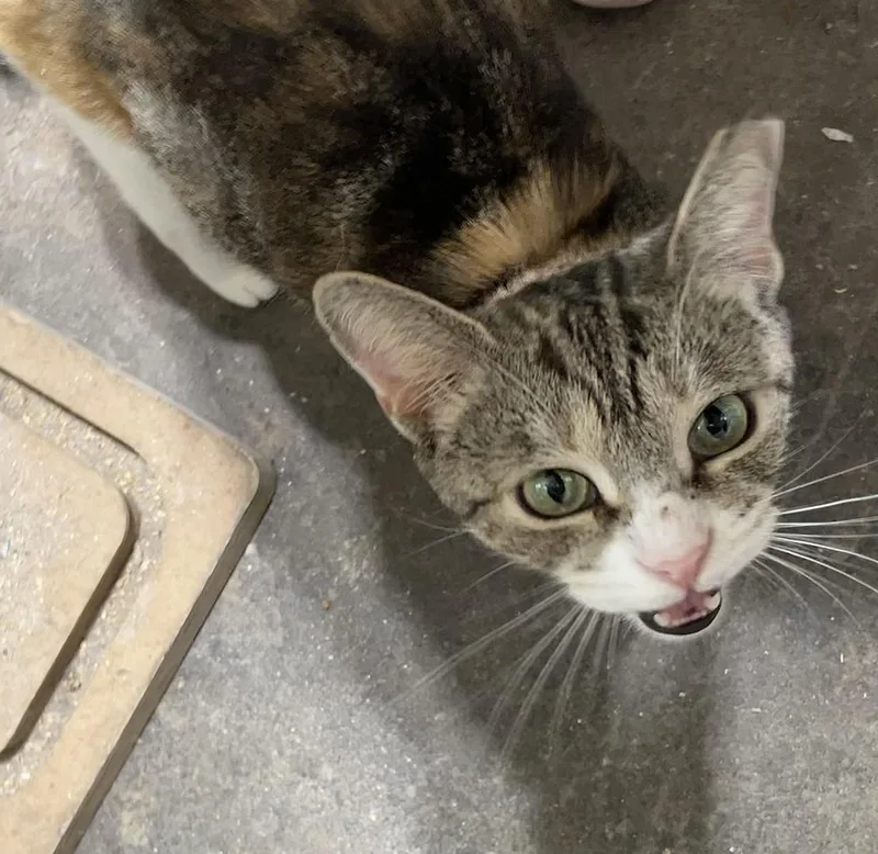 Leona Locust thumbnail 2