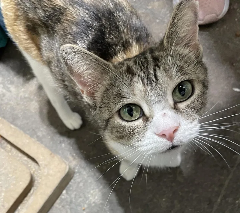 Leona Locust thumbnail 3