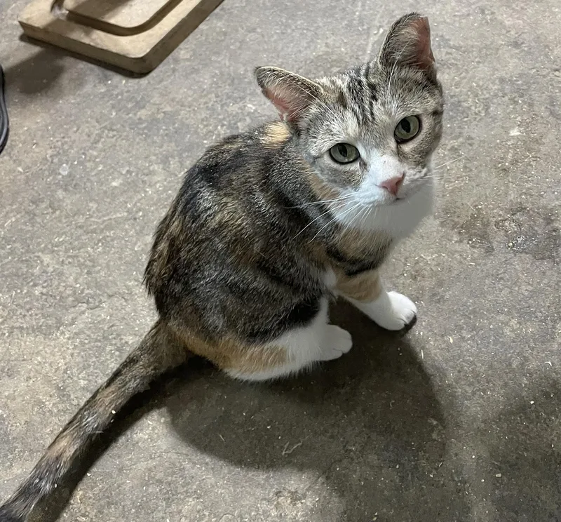 Leona Locust thumbnail 4