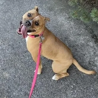 An adult medium-sized female Boxer dog named Popcorn for adoption in Houston, TX