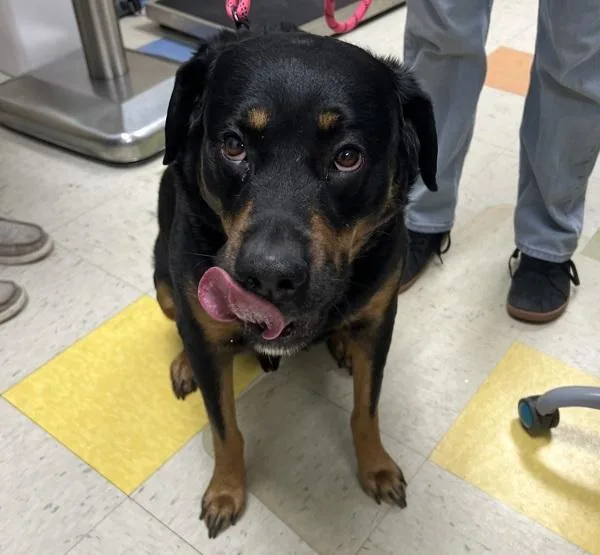 An adult large-sized male Rottweiler dog named Moose for adoption in Sioux City, IA