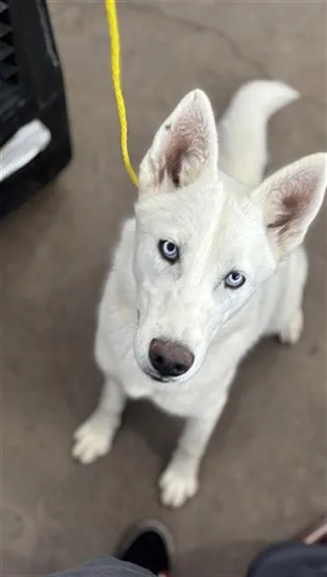 A young large-sized female Mixed Breed dog named Hannah for adoption in Dallas, TX
