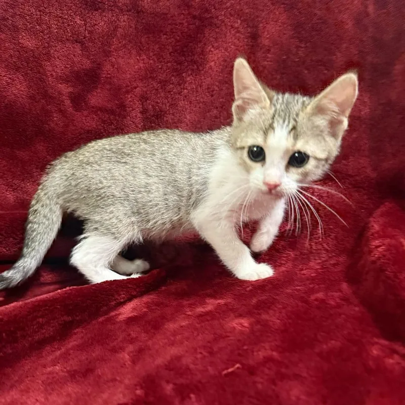 A baby small-sized female Brown / Chocolate Domestic Short Hair cat named Winnipeg for adoption in Brea, CA