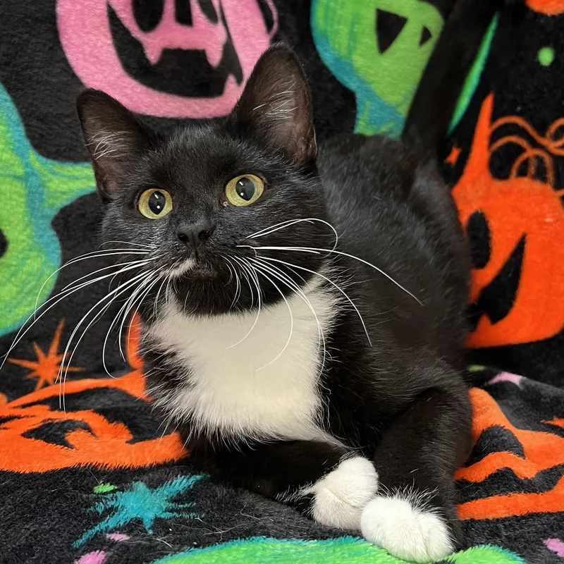 A baby medium-sized female Black Domestic Short Hair cat named Blair for adoption in Fairmont, MN