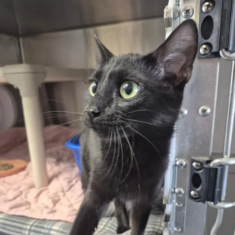 A young small-sized female Black Domestic Short Hair cat named Summer for adoption in Kingman, KS