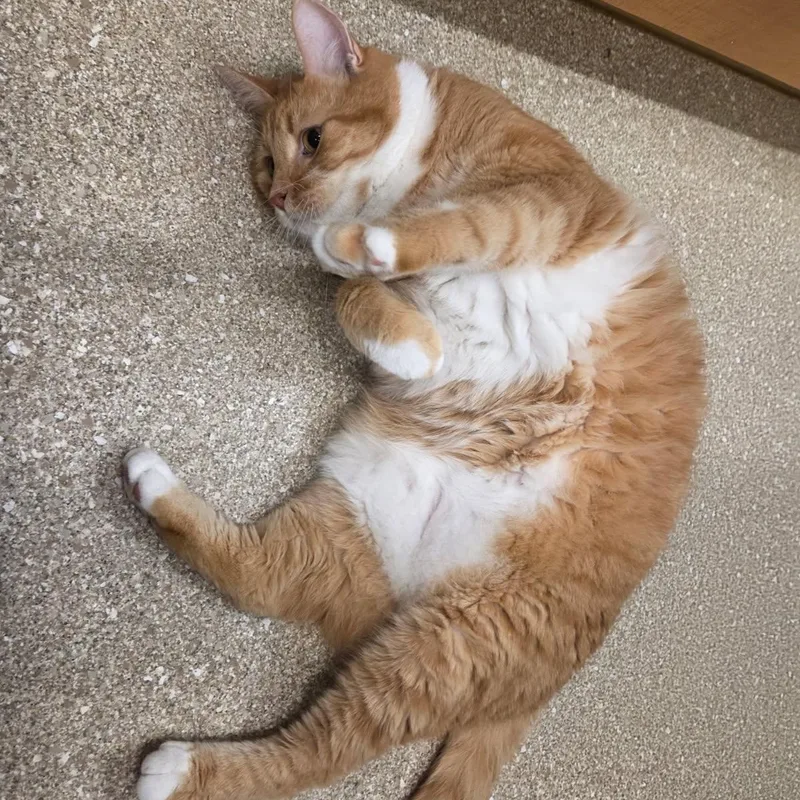 A senior extra large-sized male Domestic Short Hair cat named Oliver for adoption in Prince Frederick, MD