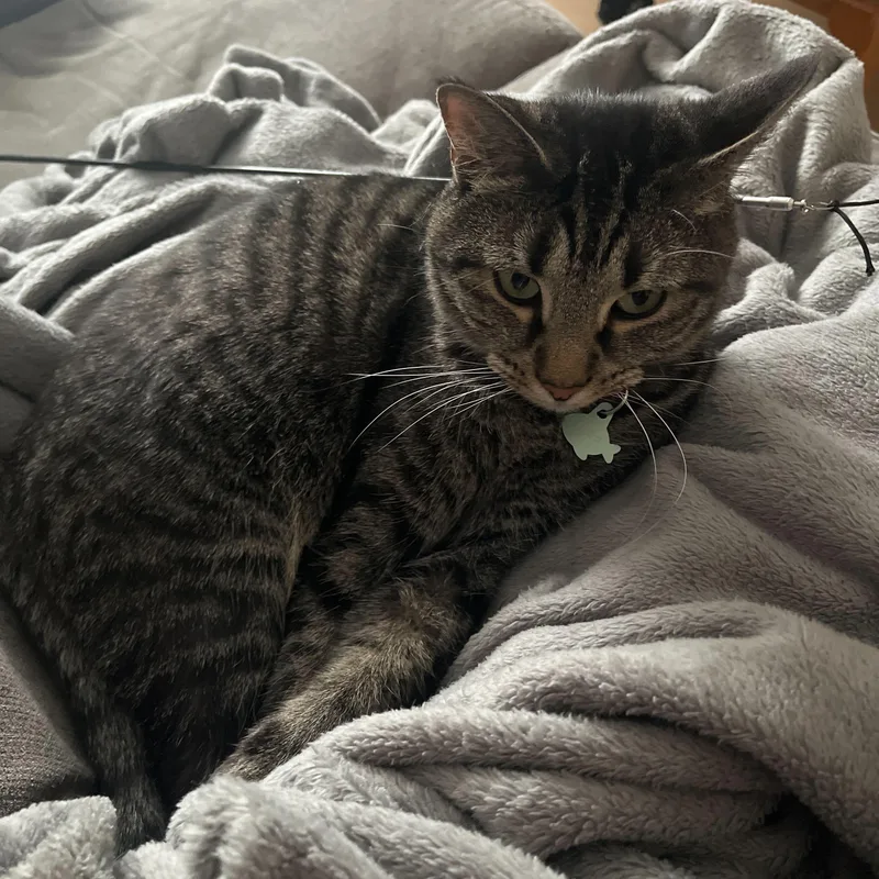 Smeagle And Artemis thumbnail 3